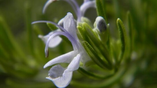 Rosmarinus officinalis