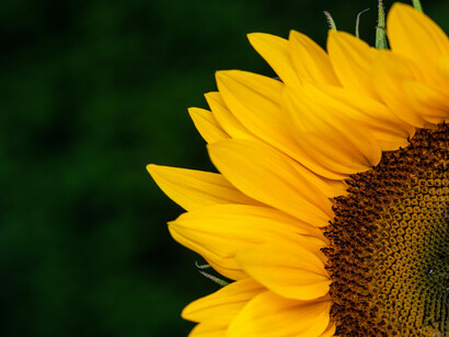 Close up shot of a vibrant yellow sunflower