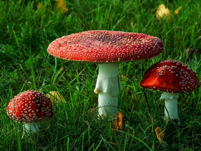Tre funghi amanita in un prato verde