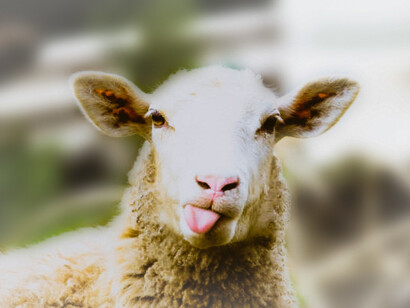 Sheep and wool