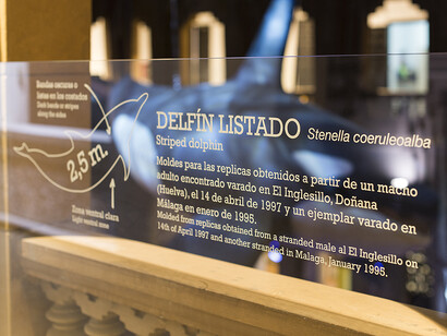 Cetaceans of Andalusia, exhibition view. Courtesy of Casa de la Ciencia