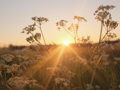 The afternoon sun lights a field of wild flowers