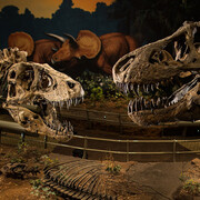 Carnegie Museum of Natural History