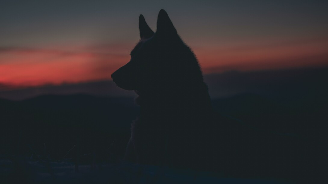La letteratura della natura, in cui l’animale è protagonista