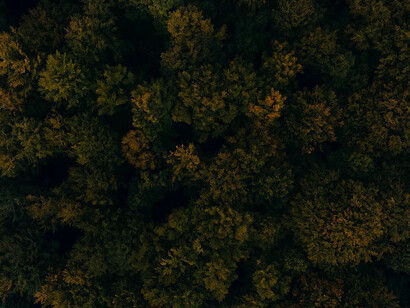 Vast forest
