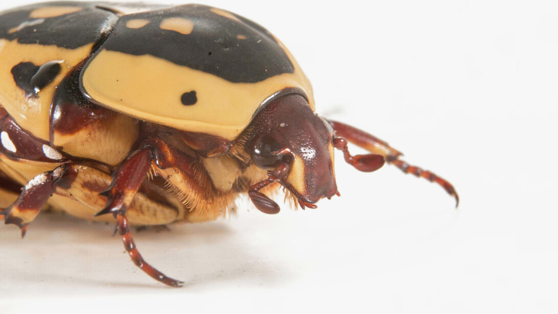 Flower beetle. Courtesy of Canadian Museum of Nature. Photo by Alex Macdonald