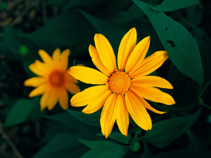 Botany, orange Mexican sunflowers and the Fibonacci sequence
