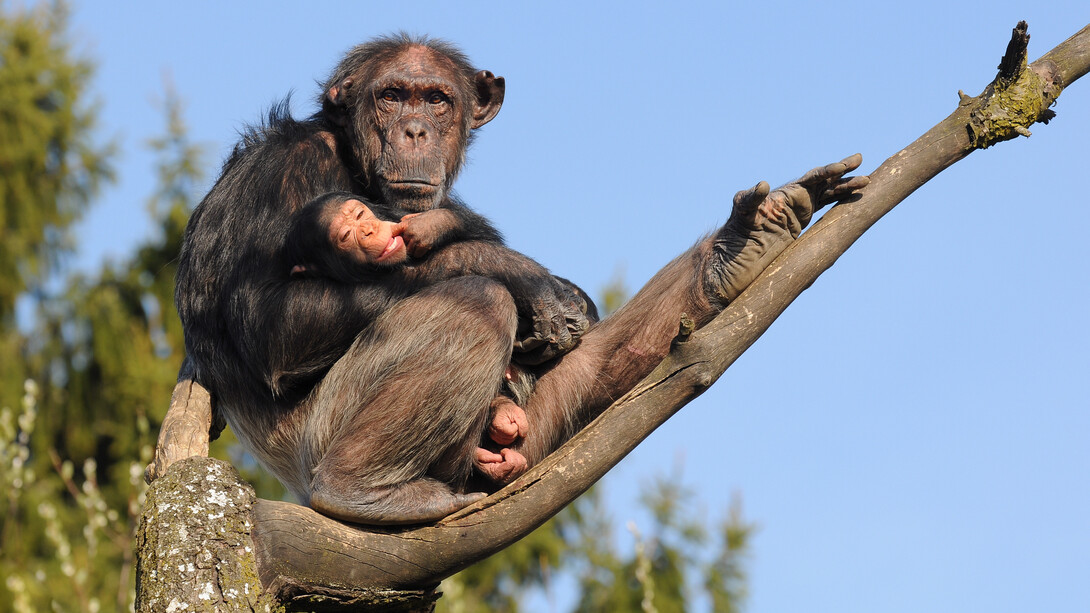 The common chimpanzees (Pan troglodytes)