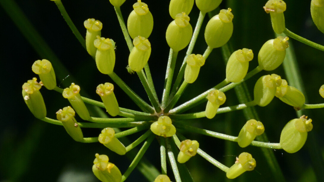 Pastinaca sativa, subsp. sativa