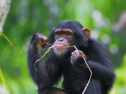 Common chimpanzees can communicate their thought with sign language