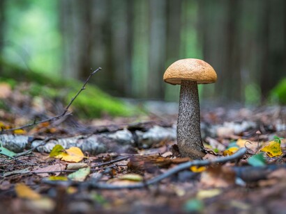 A shitake mushroom standing tall and ready to be plucked