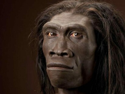 Homo Erectus