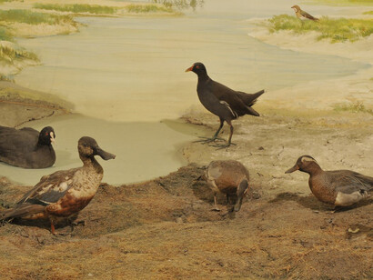 Natural assets, conservation. Courtesy of The Museum and Library of Hungarian Agriculture
