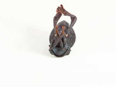 Death feigning beetle (Absolus verrucosus). Courtesy of Canadian Museum of Nature. Photo by Alex Macdonald
