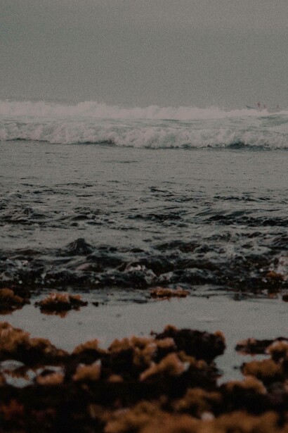 adding 85 grams of seaweed per day to animal feed reduced methane emissions by 82 percent