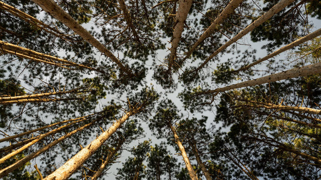 Looking up through the canopy of trees, we see the interconnectedness of life, reflecting how every encounter and relationship weaves into our existence, both binding and shaping us