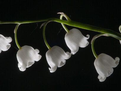 Mughetto (Convallaria majalis)