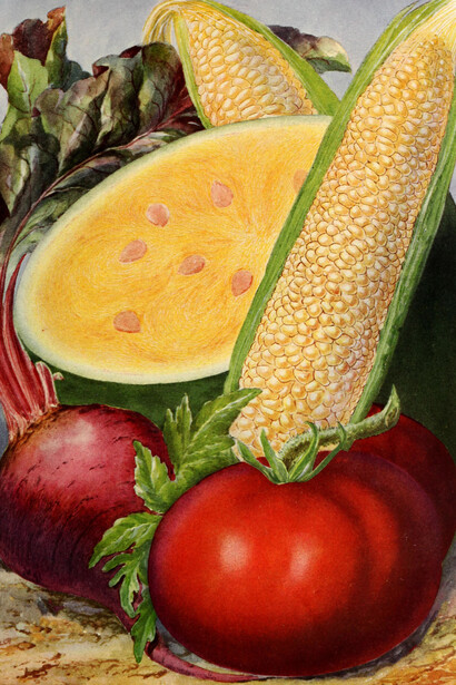Henry A. Dreer, *Vegetable Seed Catalog, illustrations*, 1914