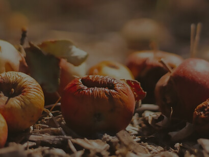 Visual of decaying fruits left on soil exemplifies the issue of food loss