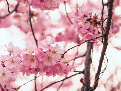 Flores de cerezo, uno de los símbolos más conocidos de la cultura japonesa