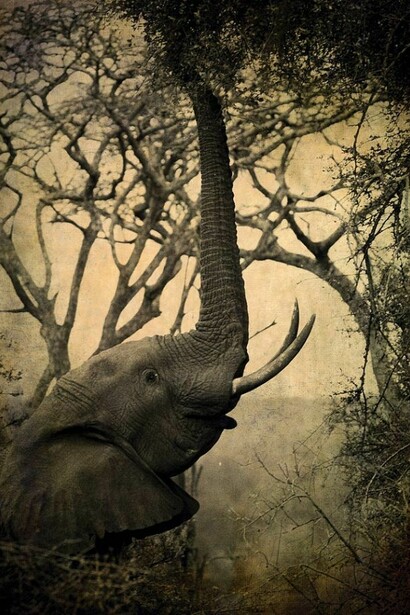 African elephant