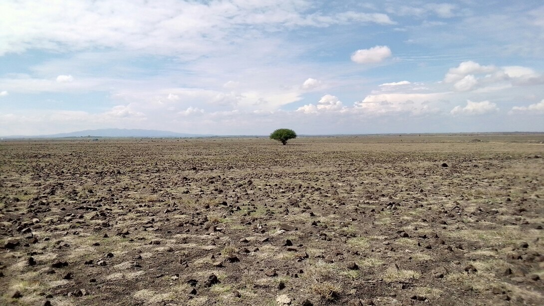 La carenza idrica globale accelera la desertificazione, trasformando terreni fertili in deserti e riducendo la capacità delle regioni di sostenere l'agricoltura e la vita umana