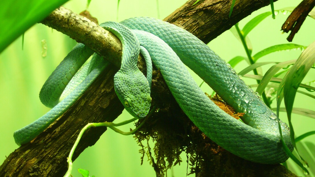 Snakebites are a public health problem in Costa Rica