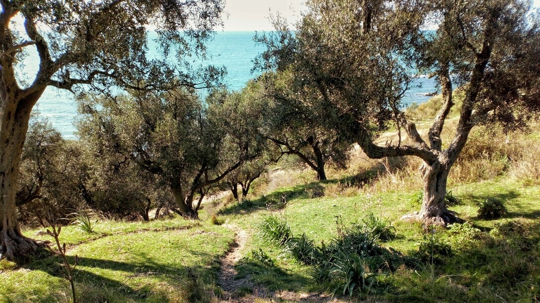 La Puglia è la regione leader in Italia per la produzione di olio d'oliva, contribuendo a oltre il 40% del totale nazionale