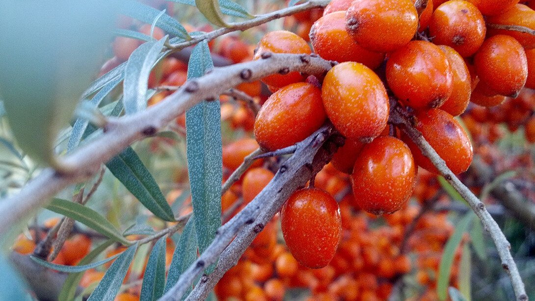 Hippophae rhamnoides