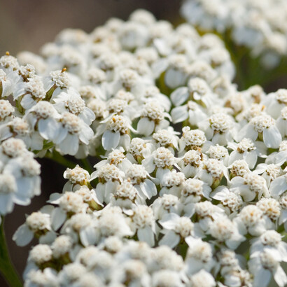 Achillea millefolium, fiori bianchi