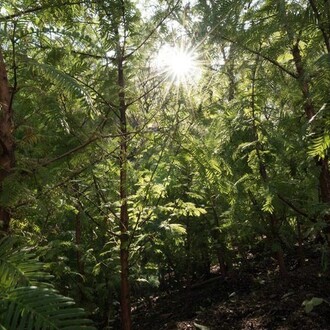 Spencer Finch: Lost Man Creek. Courtesy of Public Art Fund