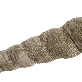 Palaeontological Collection. Courtesy of Sedgwick Museum of Earth Sciences