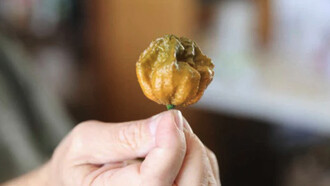 Más de 10 semillas de pimiento x raro de Fort Mill SC, el Pepper X más picante oficial del mundo