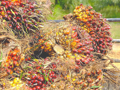 View of ripe oil palm fruits, highlighting their importance in the palm oil industry and supply chain dynamics