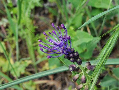Infiorescenza di Muscari comosum