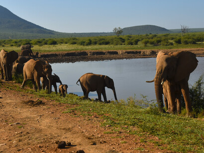 Elephant herd, South Africa - species like this need large, undivided landscapes for survival @ Ashish Kothari