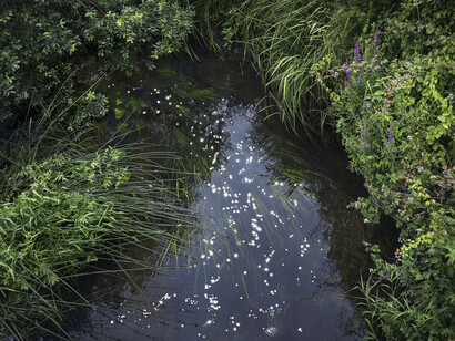 Ellie Davies, Chalk Streams. Courtesy the artist