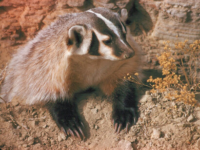 The American badger has been seen working with a coyote in tandem while hunting