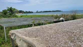 Pescado que fortalece el sistema inmunitario. En el embarcadero de White Sands, en las islas de Sese (84 islas en total), la pesca es una actividad económica, pero el producto mantiene sanos a sus consumidores. Pez plateado, que ya está seco gracias a la exposición al sol. Noroeste del lago Victoria, formando el distrito de Kalangala, Uganda