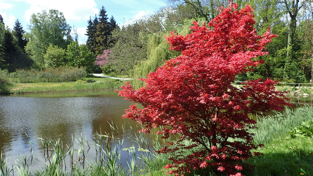 As pausas são momentos fundamentais em nossa jornada, assim como o inverno para a natureza. Essas pausas não são de inatividade, mas de renovação interna, permitindo o resgate de energia e criatividade para novos ciclos. Ávore Acer Palmatum
