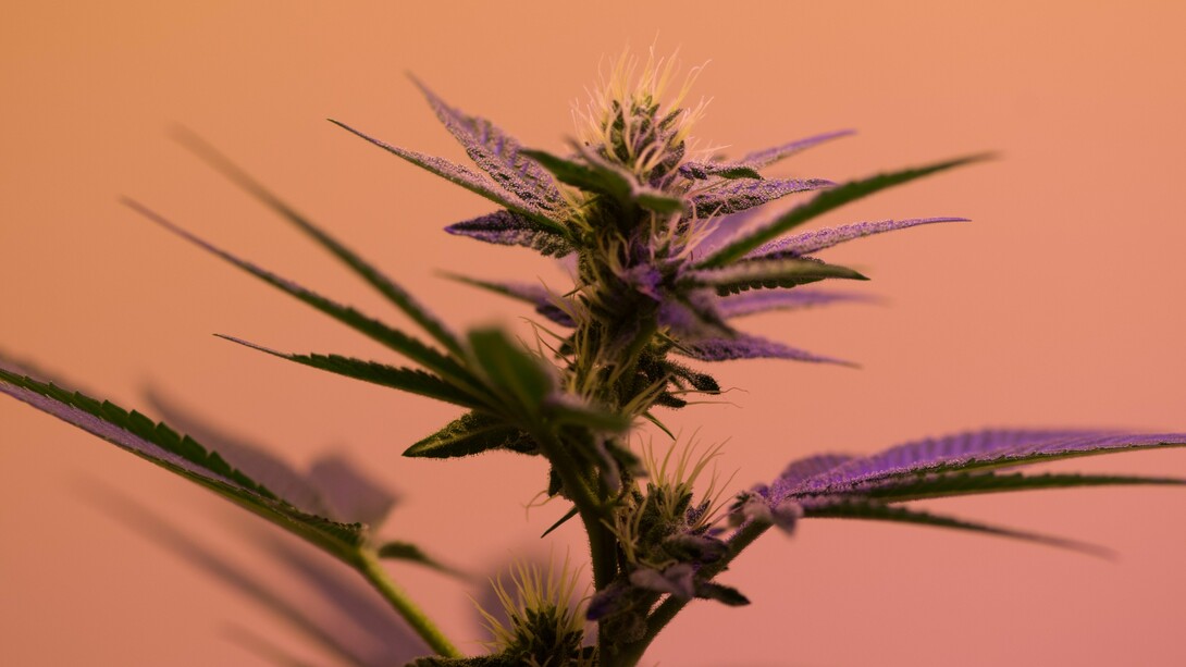 Marijuana