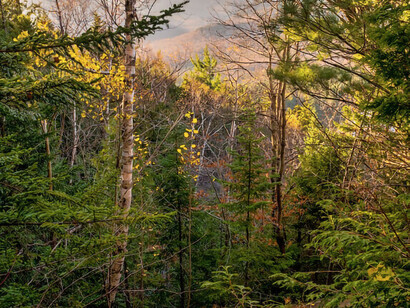 Forest illuminated by the sun's rays on a sunny afternoon