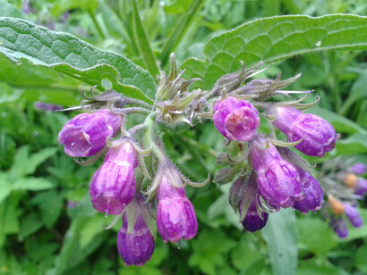 Symphytum officinale