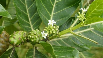 Once known mainly for its use in traditional remedies, the noni plant is now under scientific scrutiny for its antimicrobial potential