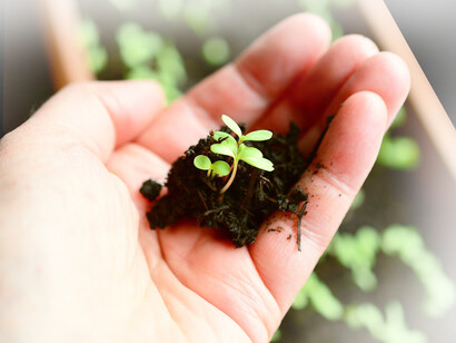 Germoglio nella mano. Proteste degli agricoltori: Il malcontento europeo per la PAC e le politiche agricole