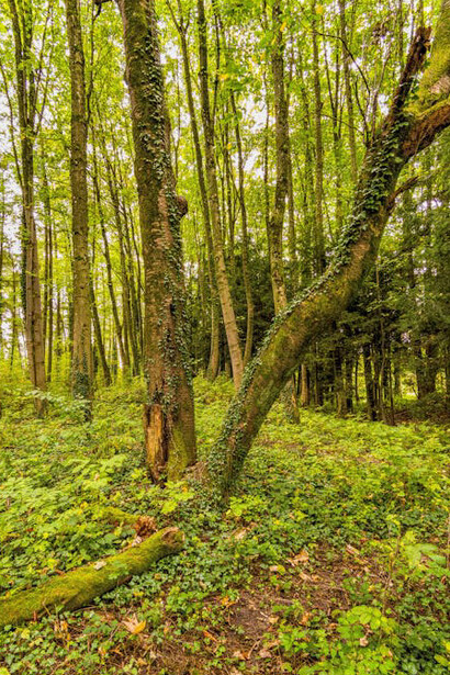 The intricate root systems beneath these trees remind us that to truly evolve, we must dig deep into our habits and question what holds us back from embracing new possibilities
