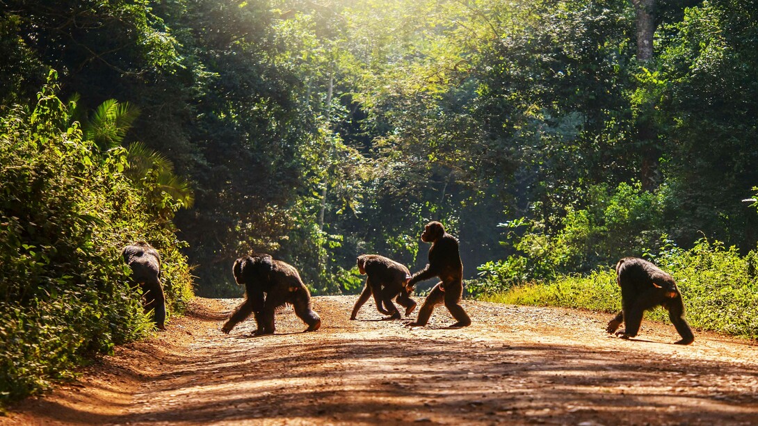 The social life of chimpanzees is very complex