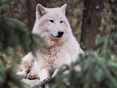 A white coated wolf rests in the woods