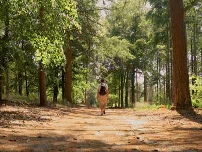 With each step deeper into the woods, the connection to nature serves as a powerful reminder of how travel can refresh both mind and body