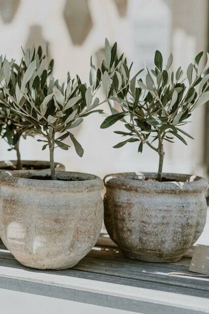 La coltivazione dell'ulivo in Puglia risale a millenni fa, testimoniando una tradizione agricola profondamente radicata